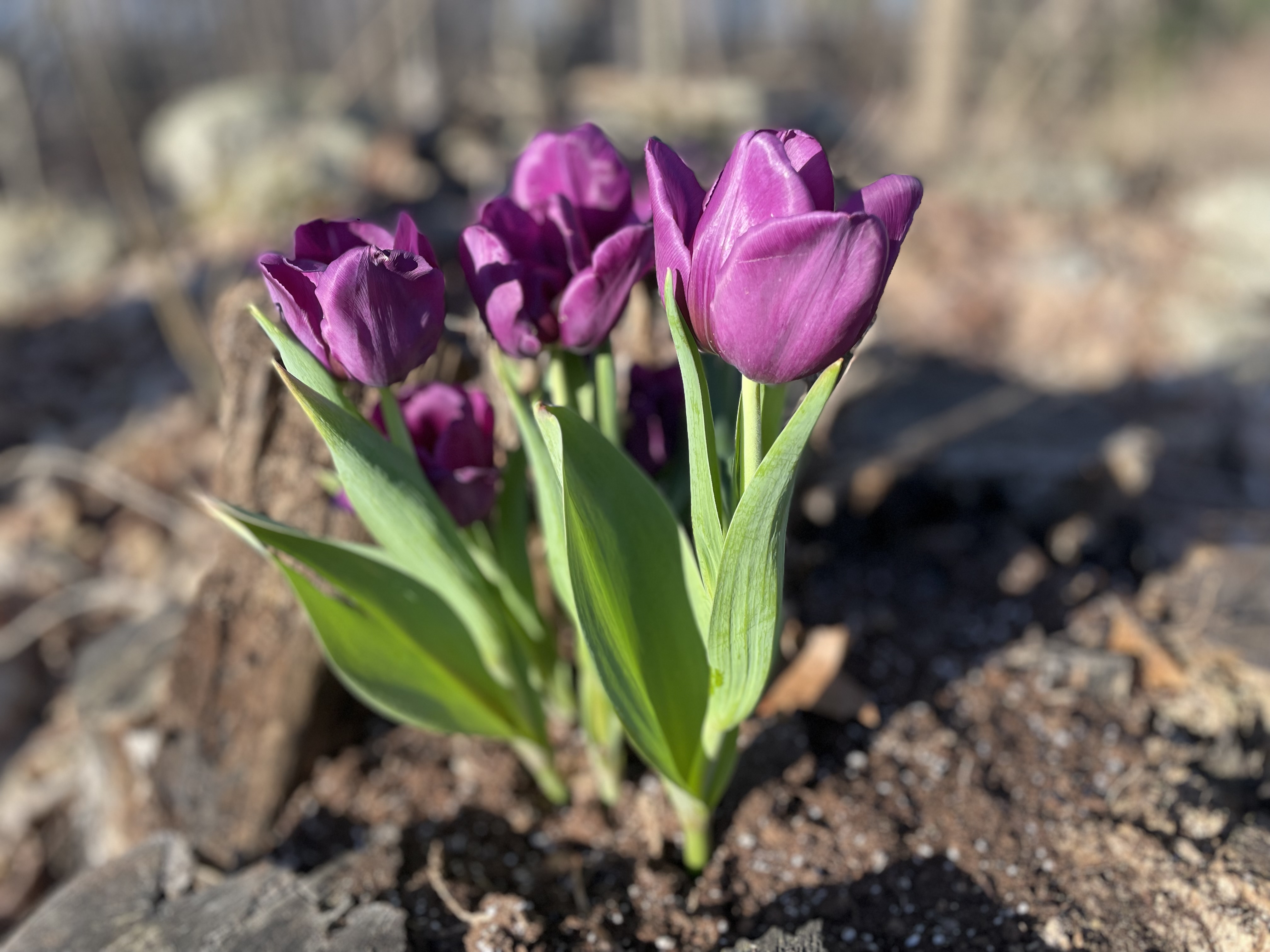 spring purple tulips